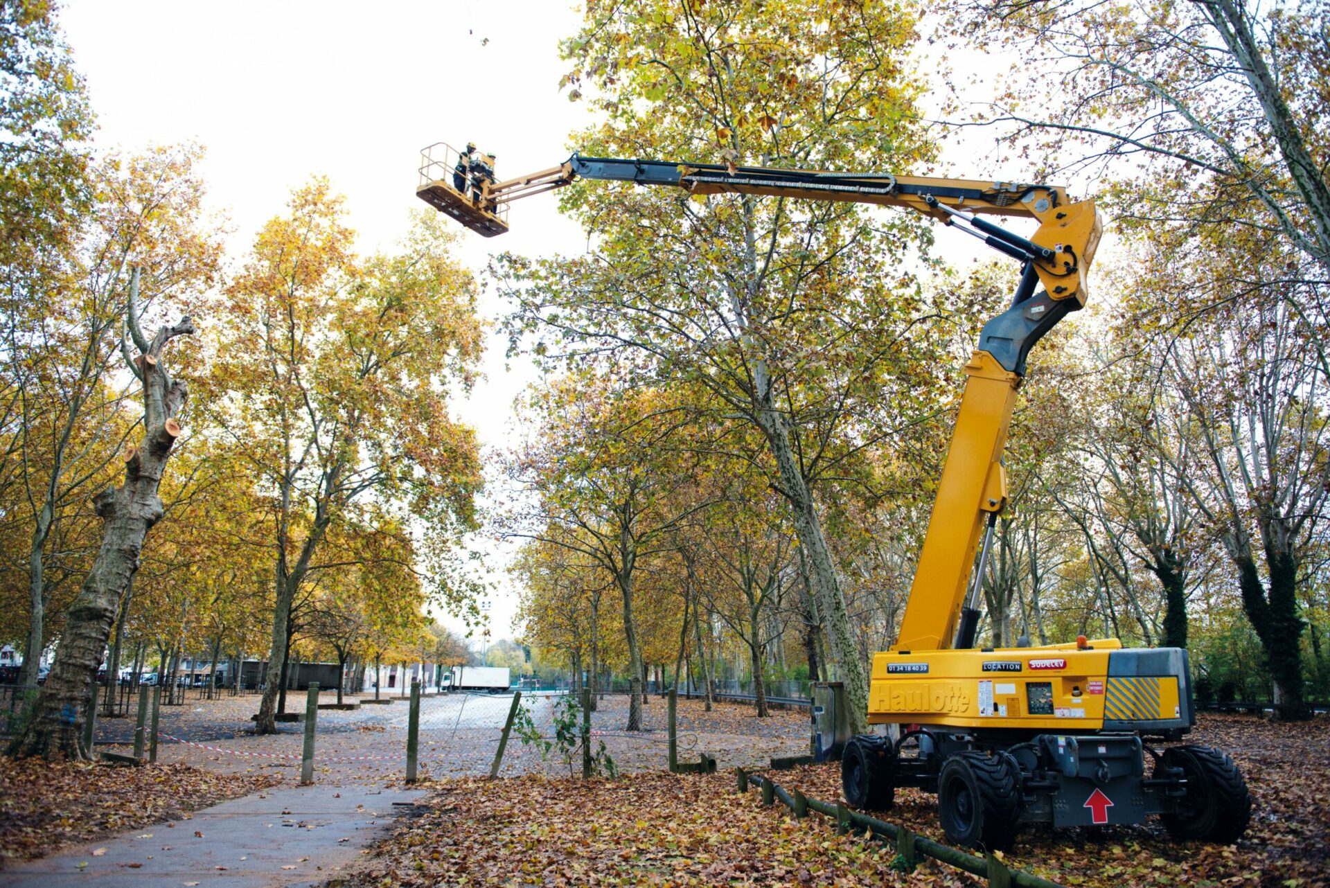 Intervention arboricole d’un élagueur SEPA