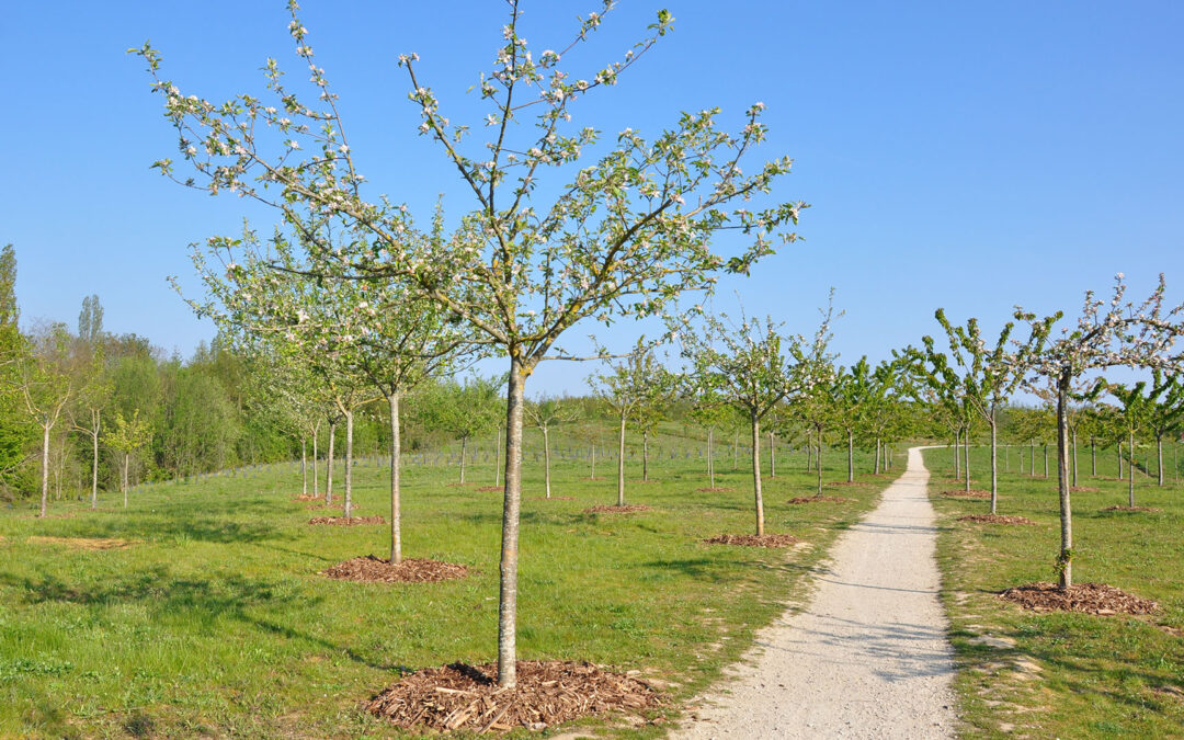 Espace Naturel Régional du Plateau d’AndillyAndilly (95)